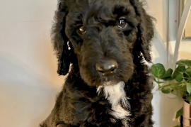 Goldendoodle 
