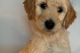 Goldendoodle 