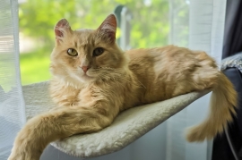 Domestic Medium Hair