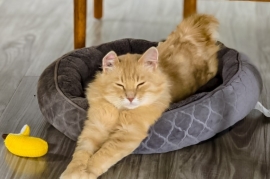 Domestic Medium Hair Domestic Medium Hair