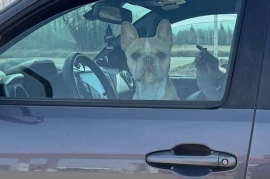 French Bulldog