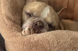 French Bulldog