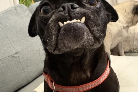 Pug