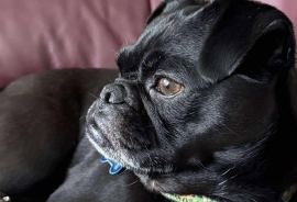 Pug