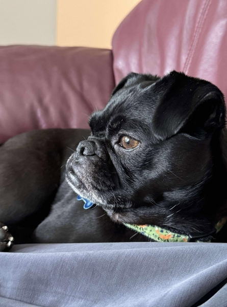 Pug