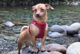 Chihuahua