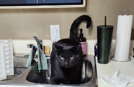 Domestic Short Hair Domestic Short Hair