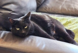 Domestic Short Hair Domestic Short Hair