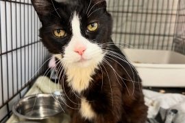 Domestic Short Hair Domestic Short Hair