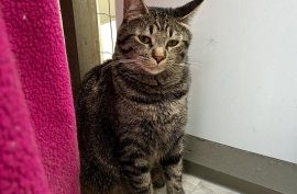 Domestic Short Hair Domestic Short Hair