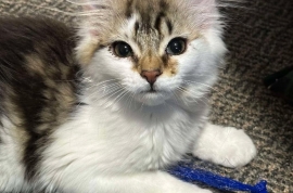 Domestic Medium Hair