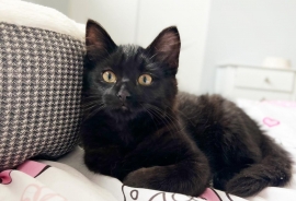 Domestic Medium Hair