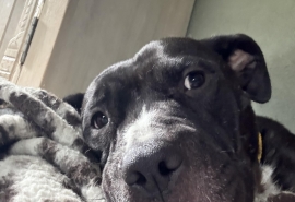 American Staffordshire Terrier