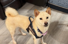Shiba Inu