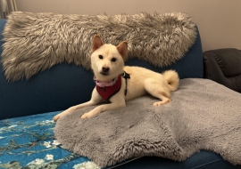 Shiba Inu