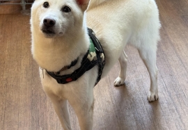 Shiba Inu