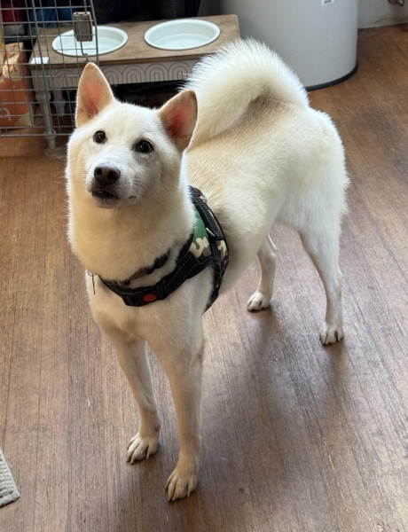 Shiba Inu