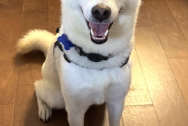 Shiba Inu