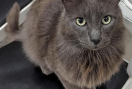 Domestic Medium Hair