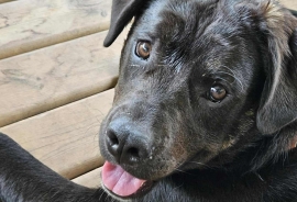 Black Labrador Retriever