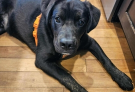 Black Labrador Retriever