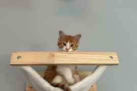 Domestic Medium Hair