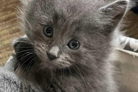 Domestic Medium Hair Domestic Medium Hair