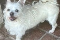 Maltese
