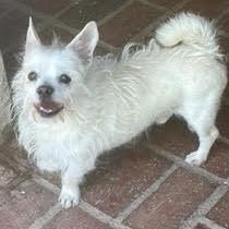 Maltese