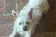 Maltese