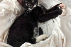 Domestic Short Hair Domestic Short Hair