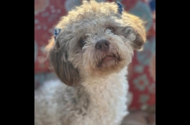 Maltese