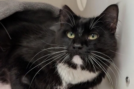 Domestic Medium Hair