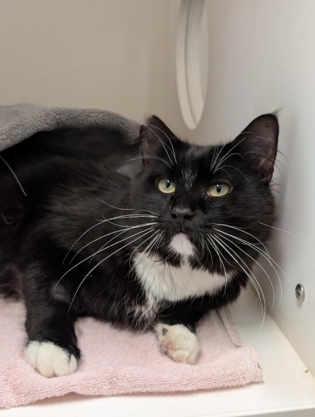 Domestic Medium Hair