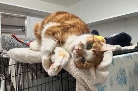 Domestic Short Hair Domestic Short Hair