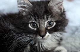 Domestic Medium Hair