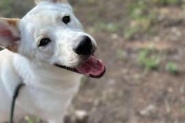 Siberian Husky