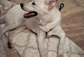 Siberian Husky