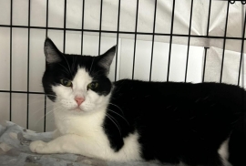 Domestic Short Hair Domestic Short Hair