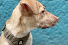 Labrador Retriever Labrador Retriever