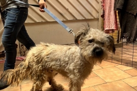 Terrier