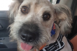 Terrier