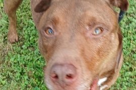 Catahoula Leopard Dog