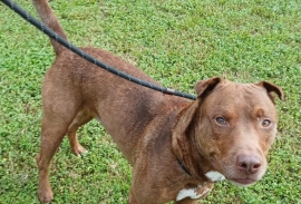 Catahoula Leopard Dog