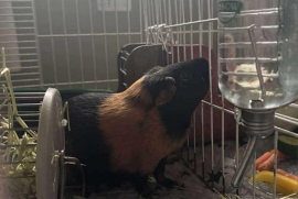 Guinea Pig