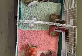 Guinea Pig Guinea Pig