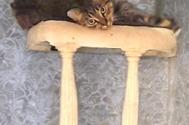 Domestic Short Hair Domestic Short Hair