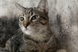 Domestic Short Hair Domestic Short Hair