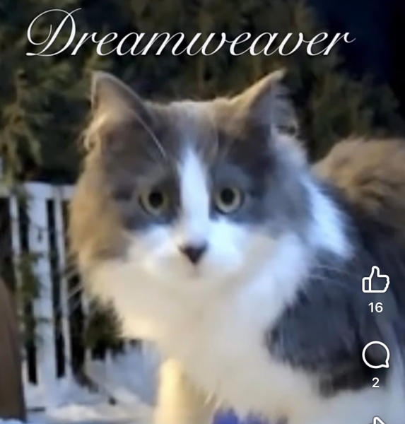 Domestic Medium Hair