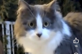 Domestic Medium Hair